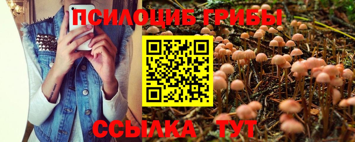 Галлюциногенные грибы Psilocybe Горно-Алтайск